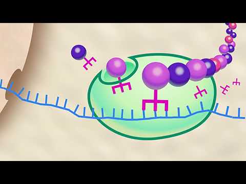 Video explicativo sobre terapia génica en Enfermedades Metabólicas.